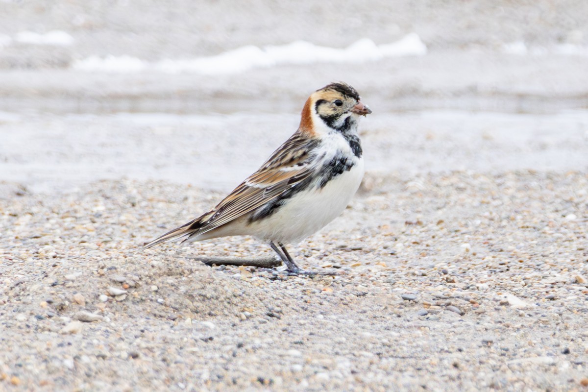 Lapland Longspur - ML646266612