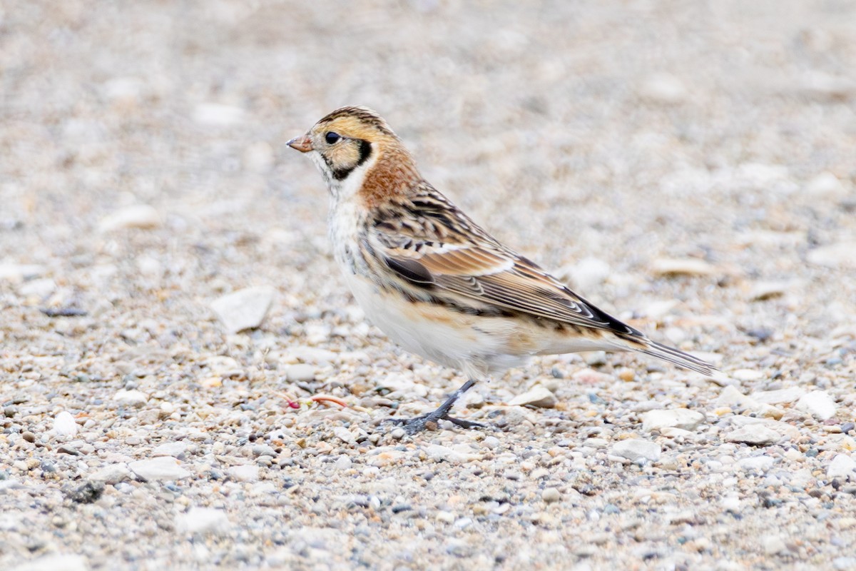 Lapland Longspur - ML646266613