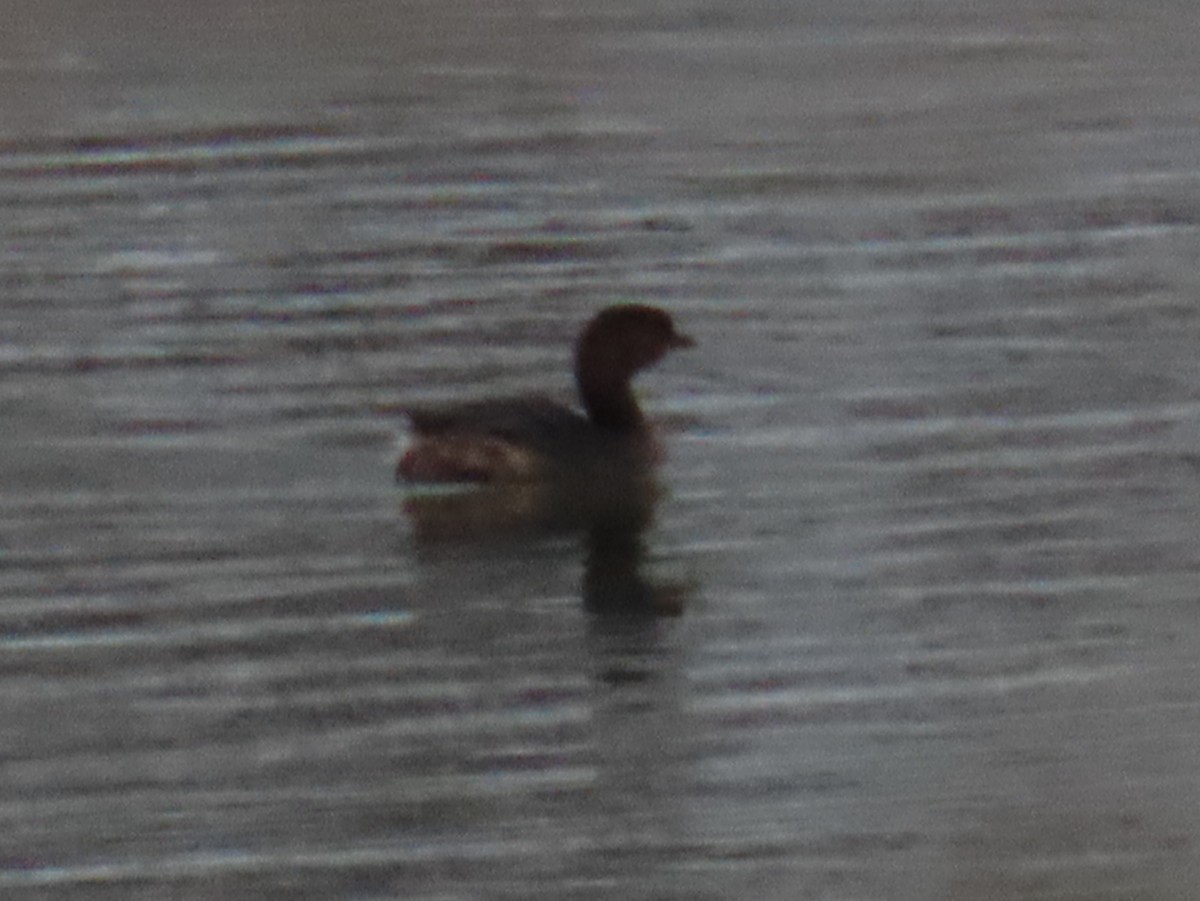 Pied-billed Grebe - ML646266614