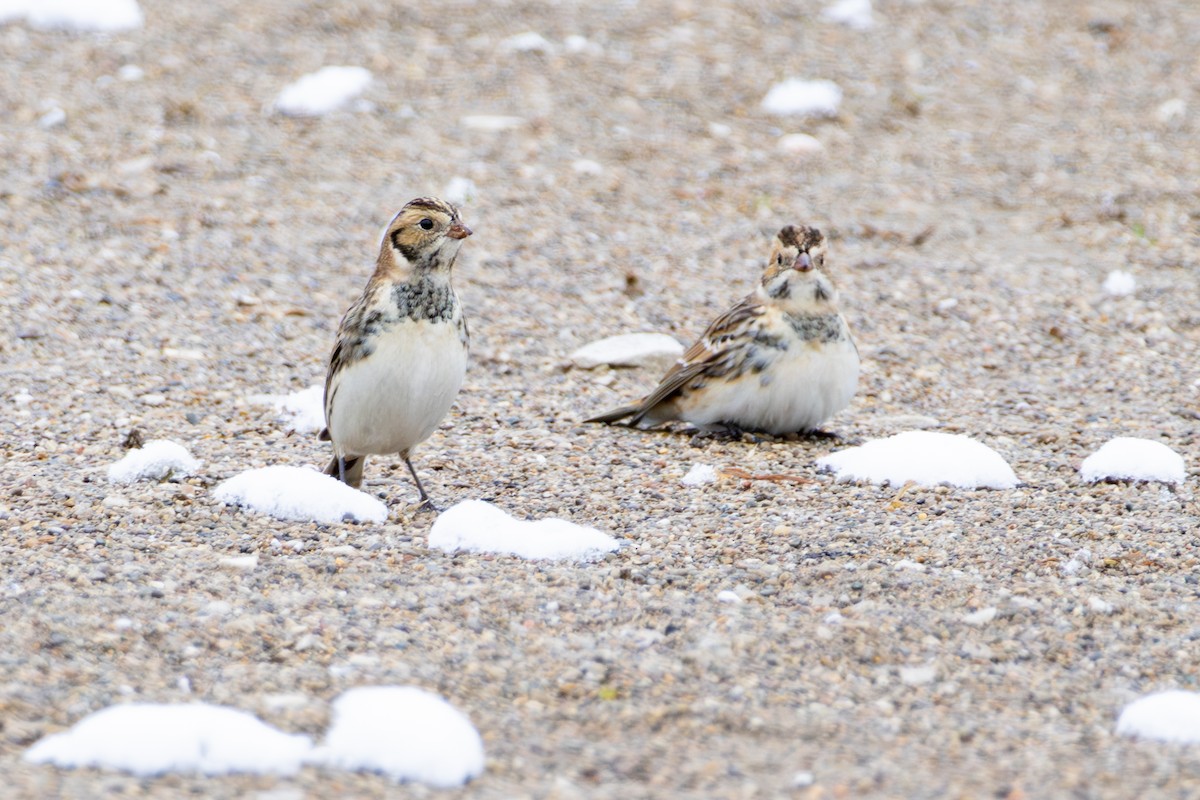 Lapland Longspur - ML646266616