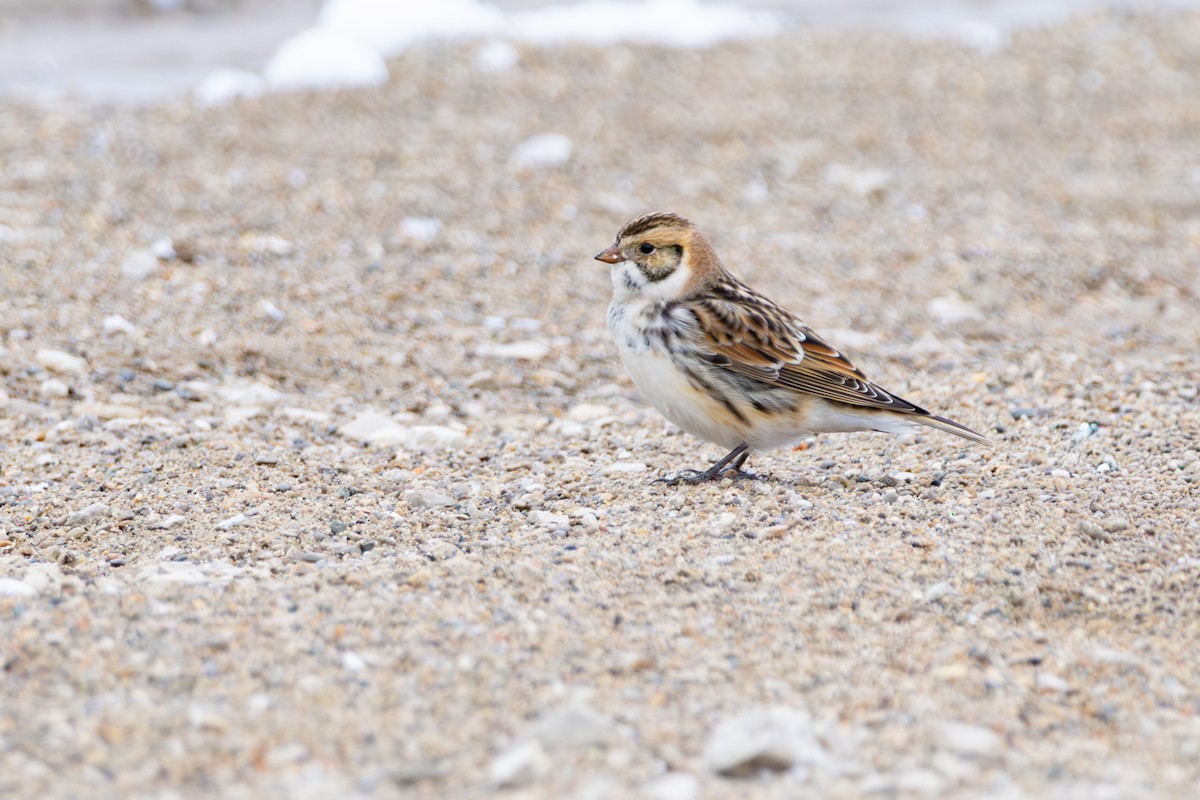 Lapland Longspur - ML646266617