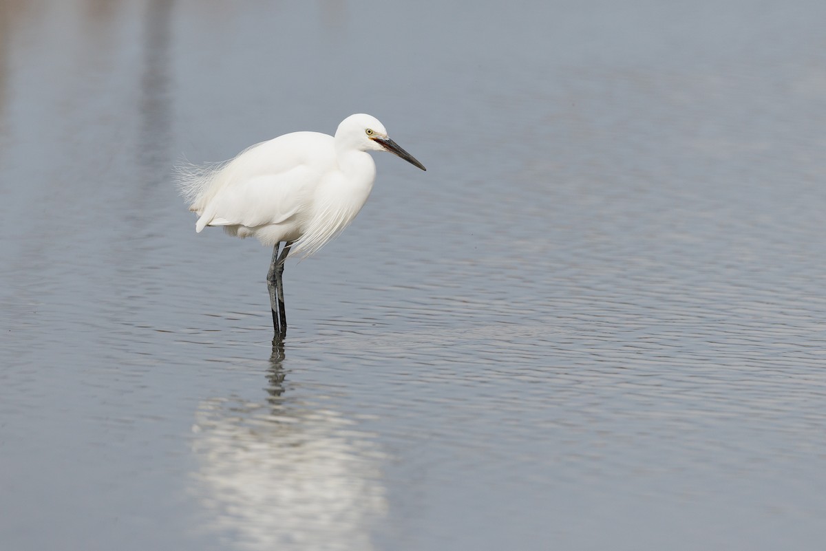 Garzetta (garzetta) - ML646266618