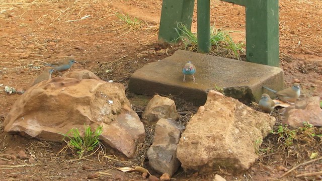 פרושית אדומת-לחי - ML646266624