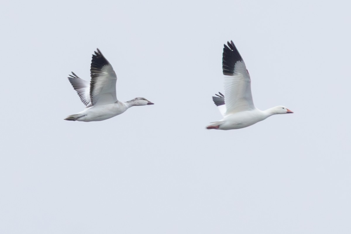 Snow Goose - ML646266627