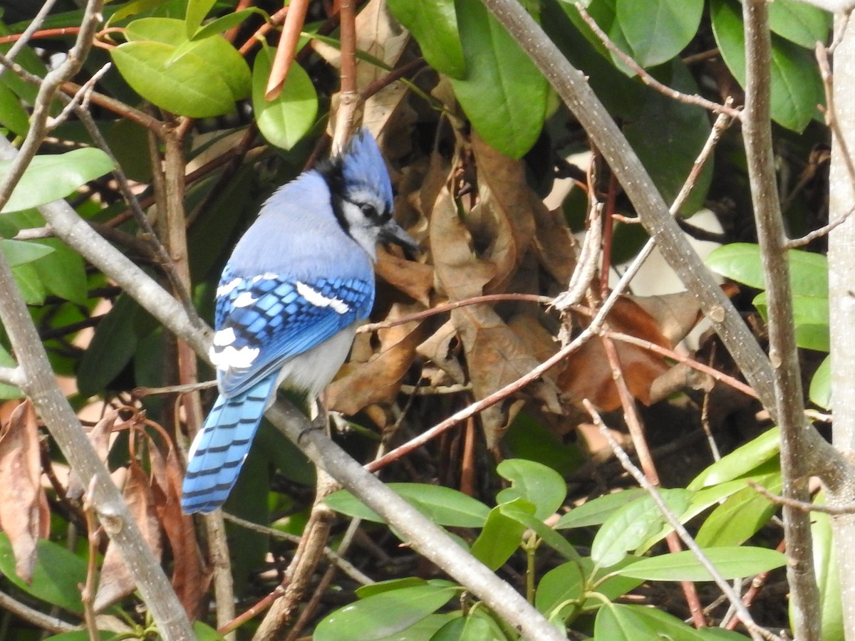 Blue Jay - ML646266629