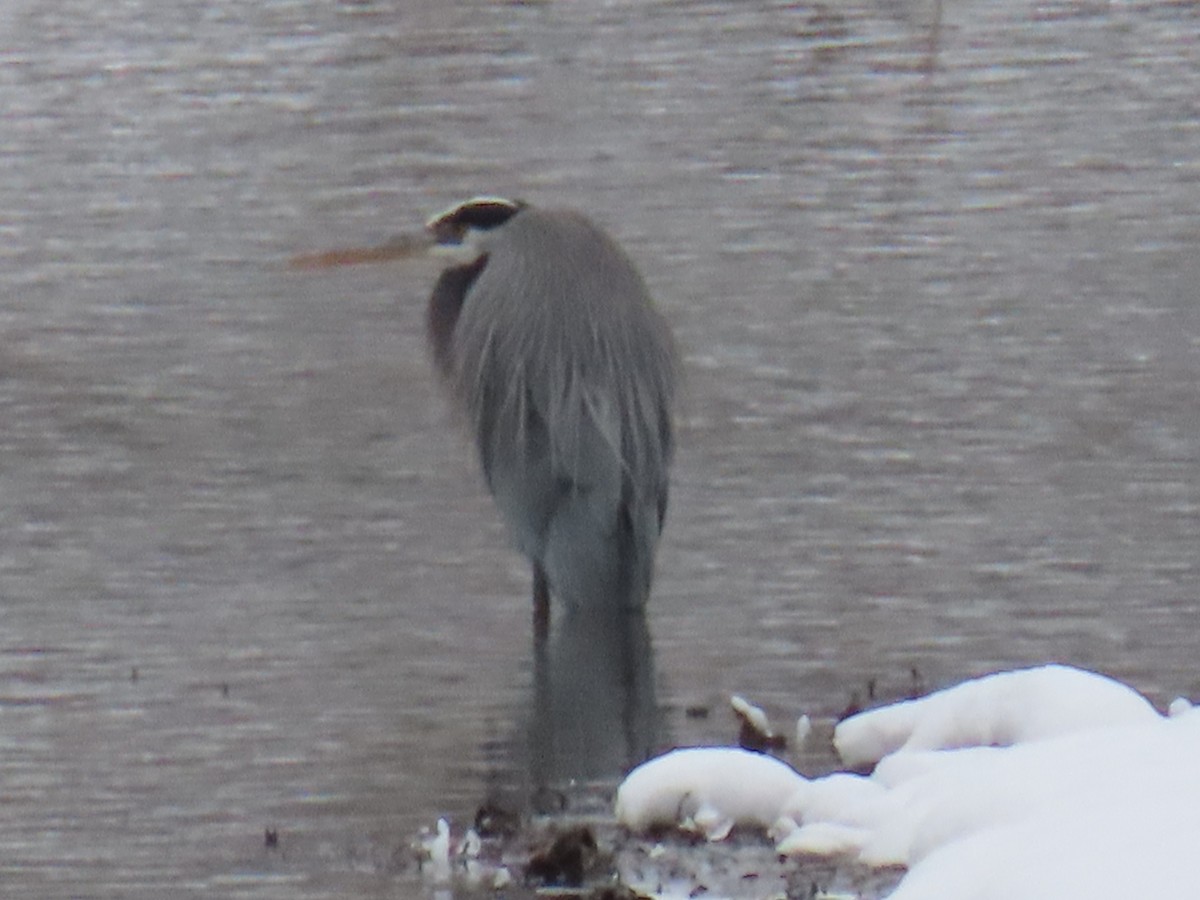Great Blue Heron - ML646266630