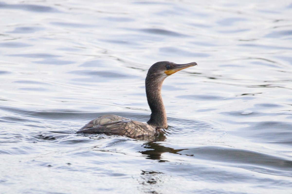 Little Cormorant - ML646266632