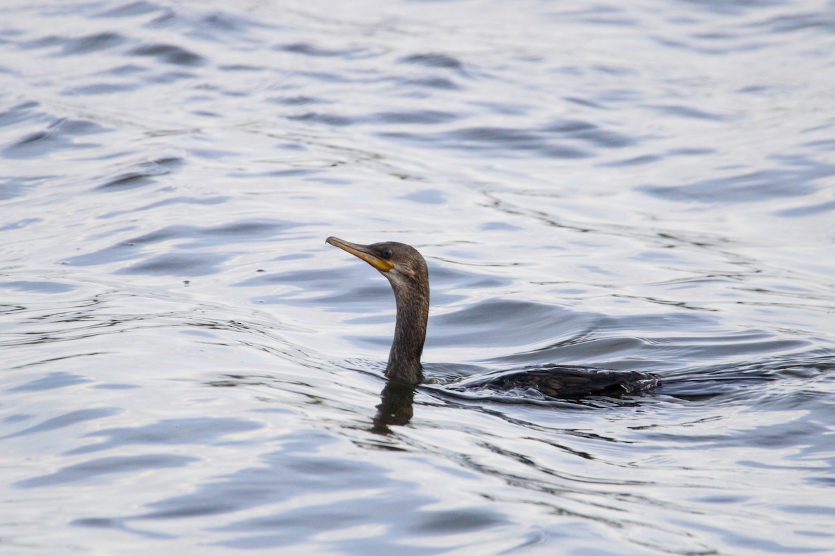 Little Cormorant - ML646266636
