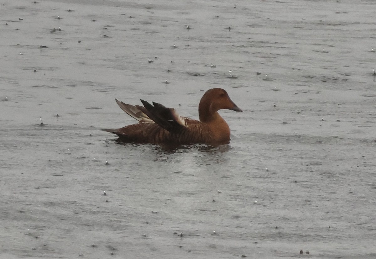 Common Eider - ML646266652