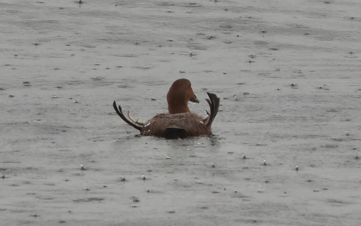 Common Eider - ML646266665
