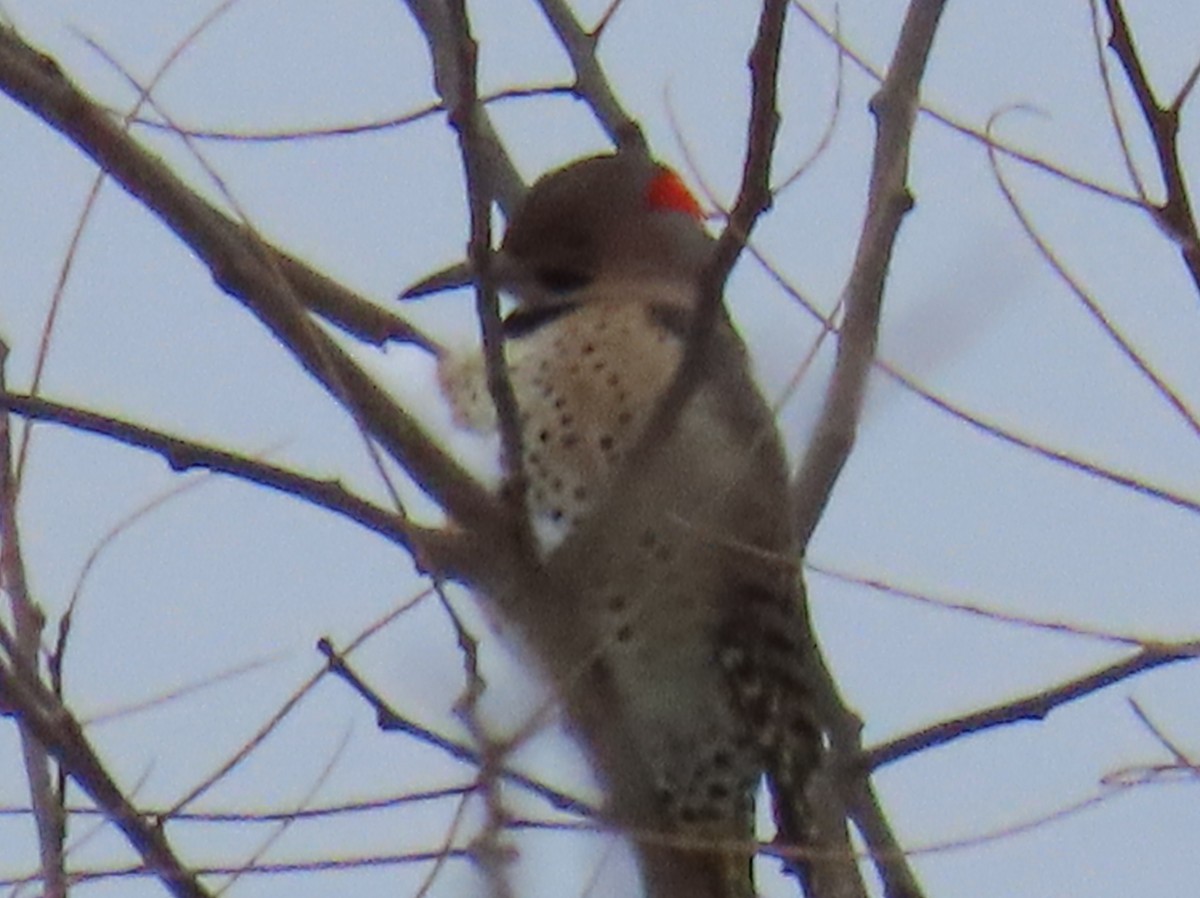 Northern Flicker - ML646266666