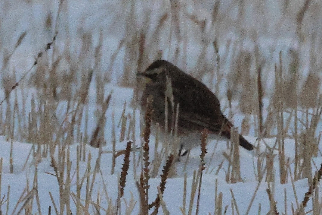 Horned Lark - ML646266667