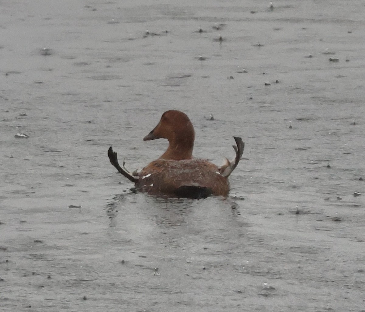 Common Eider - ML646266669