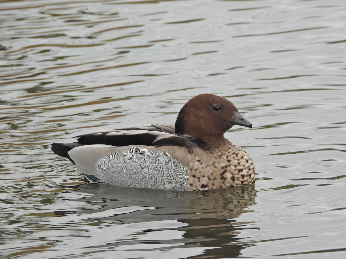 Maned Duck - ML646266671