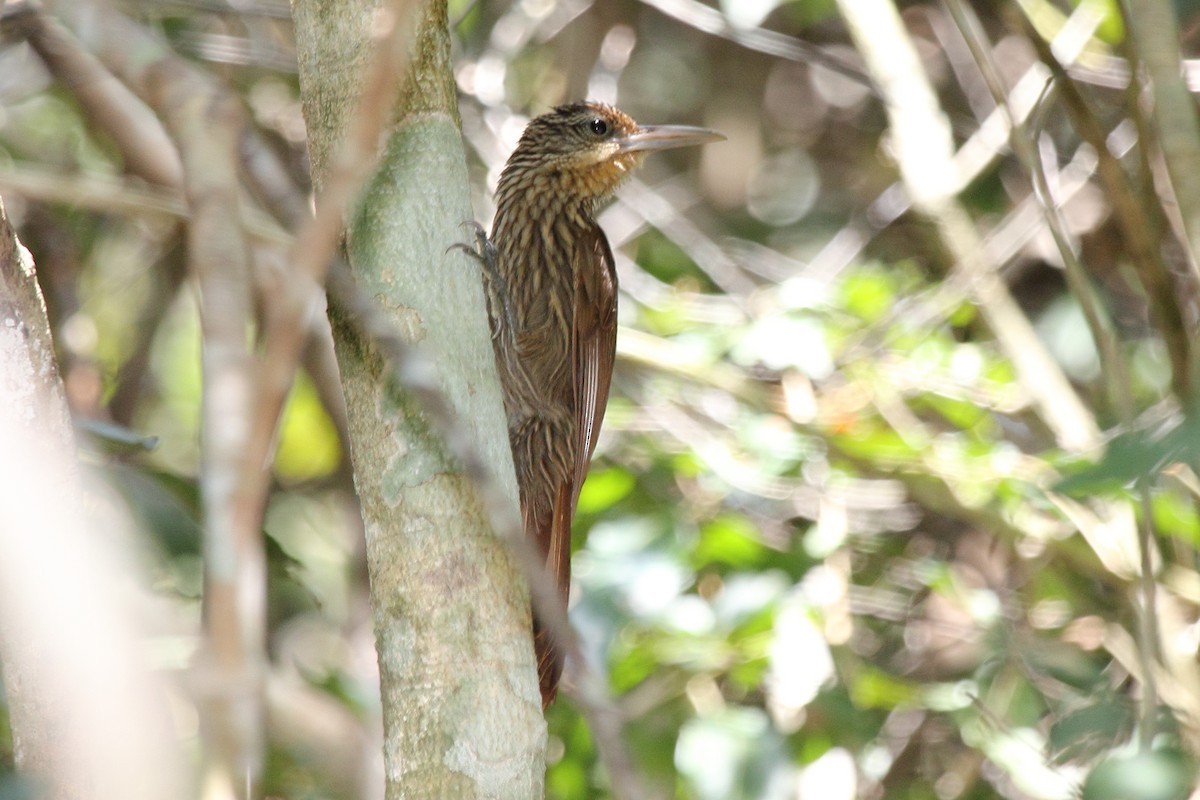 Ivory-billed Woodcreeper - ML646266674