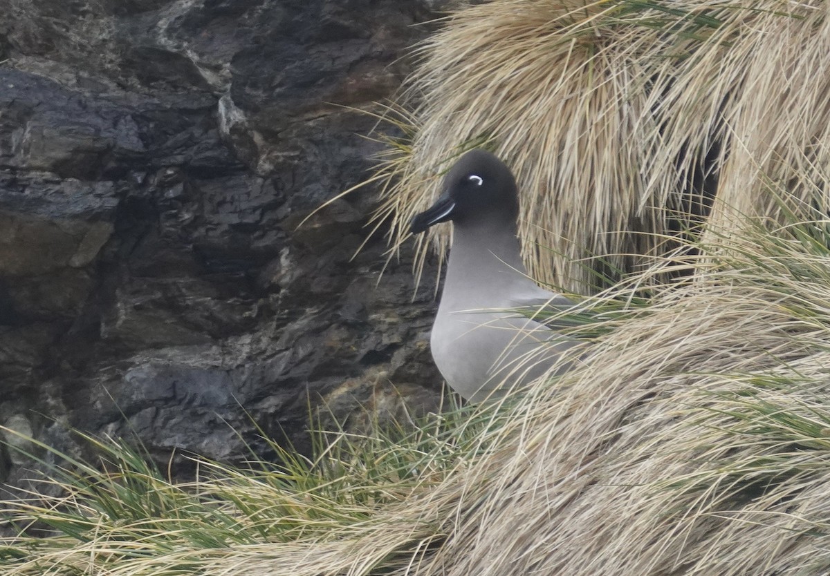 Light-mantled Albatross - ML646266675