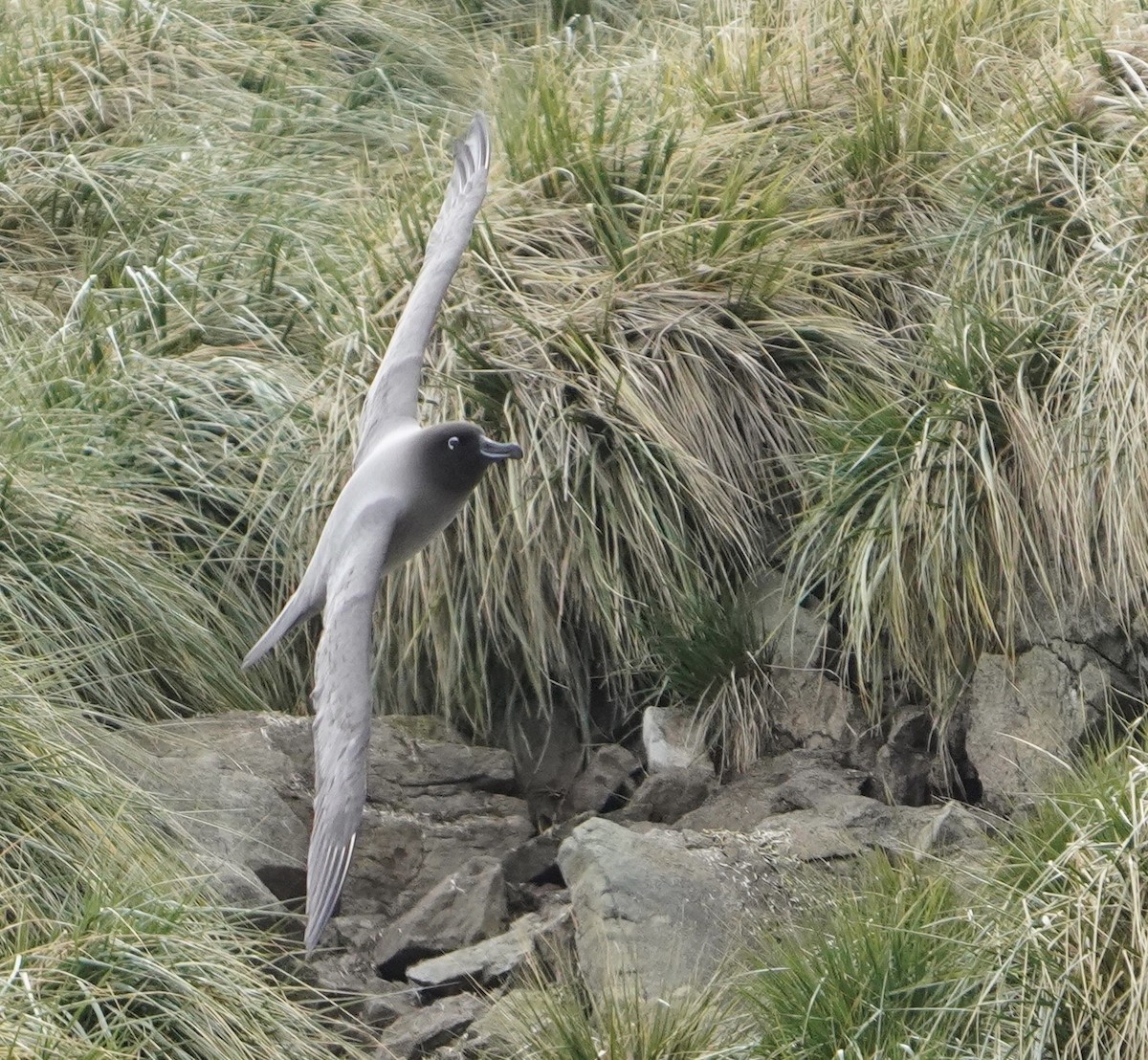 Light-mantled Albatross - ML646266676