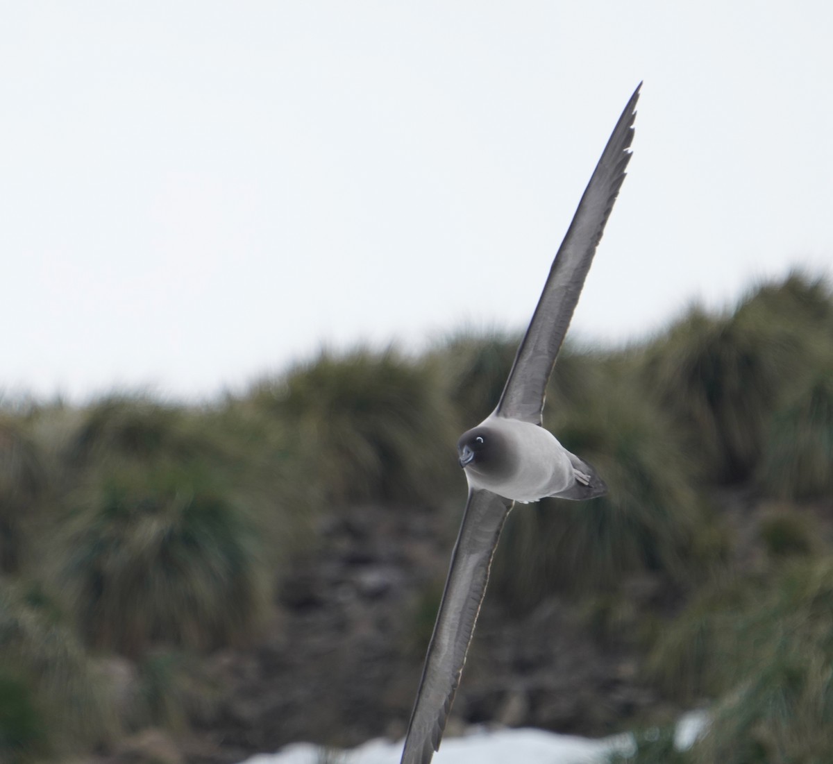Light-mantled Albatross - ML646266677