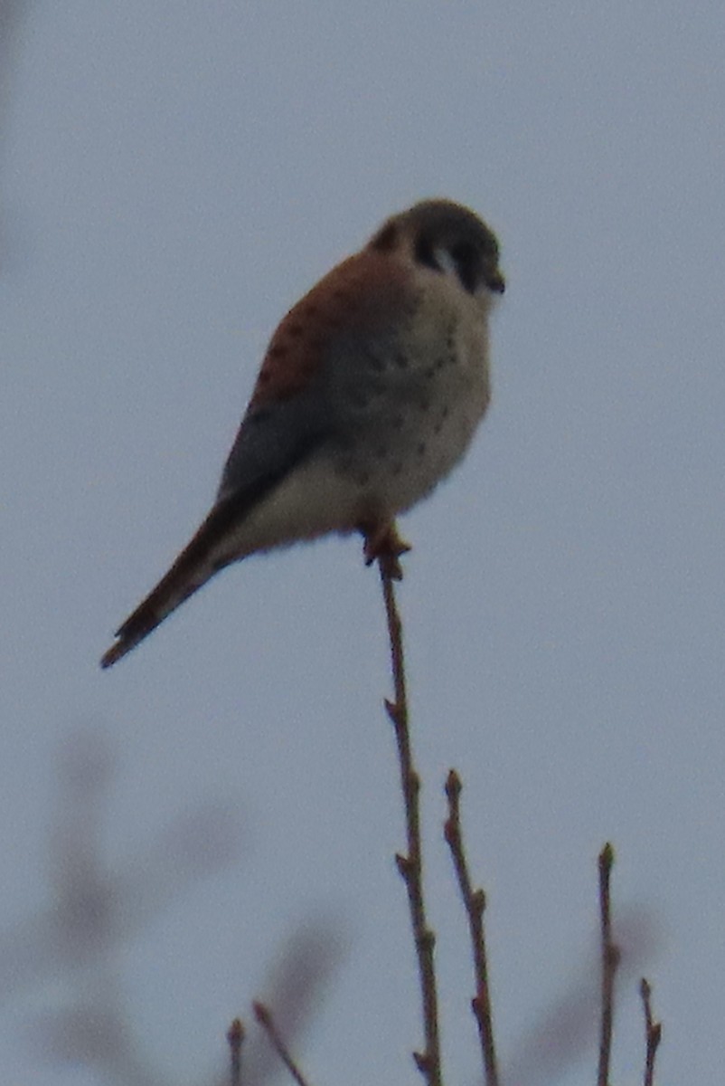 בז אמריקני - ML646266678