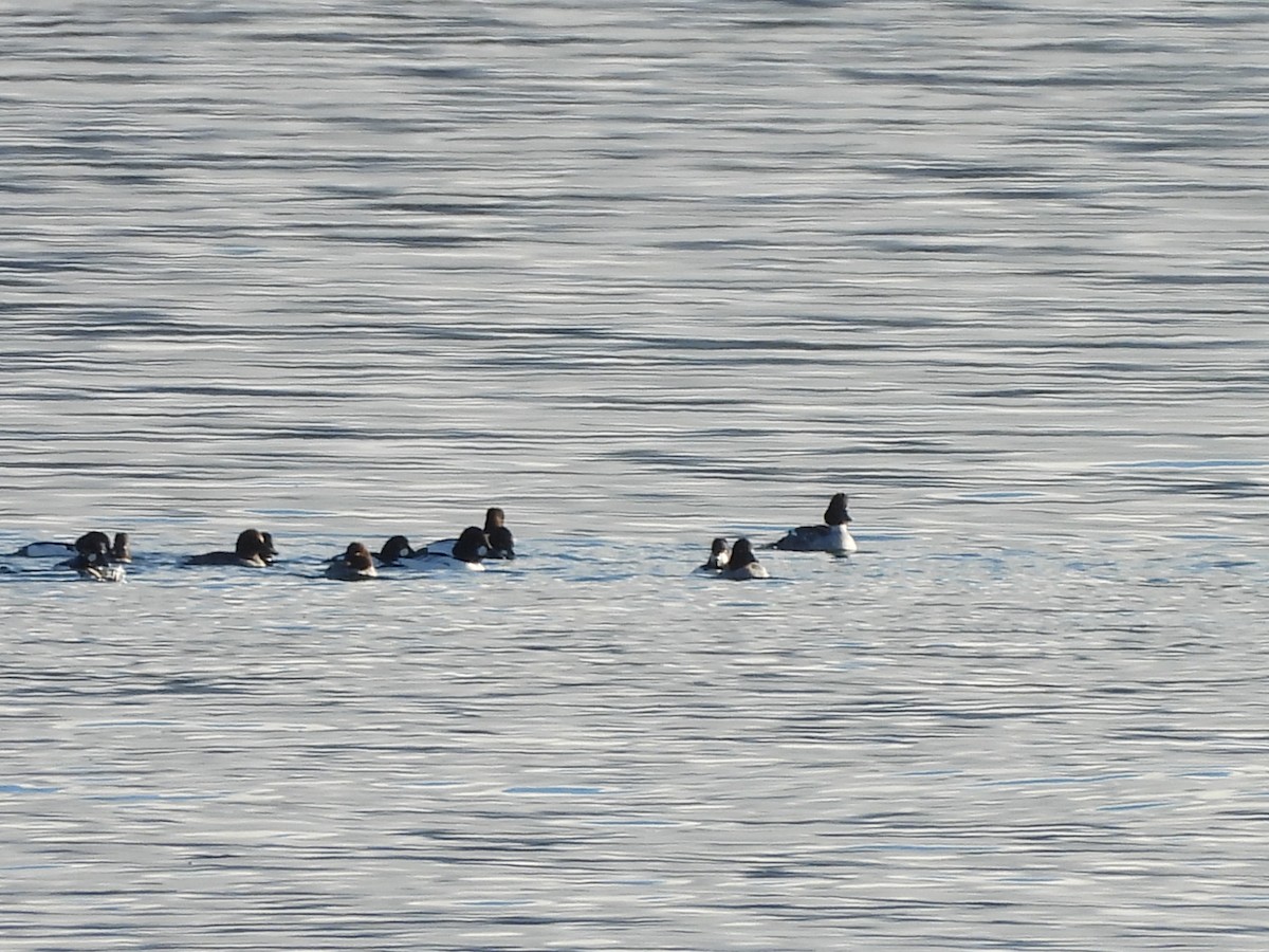 עבראש ירוק - ML646266679