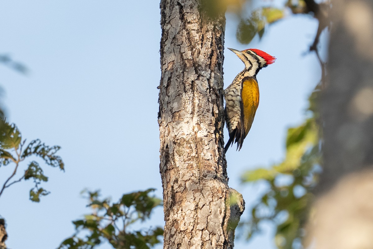 Common Flameback - ML646266680