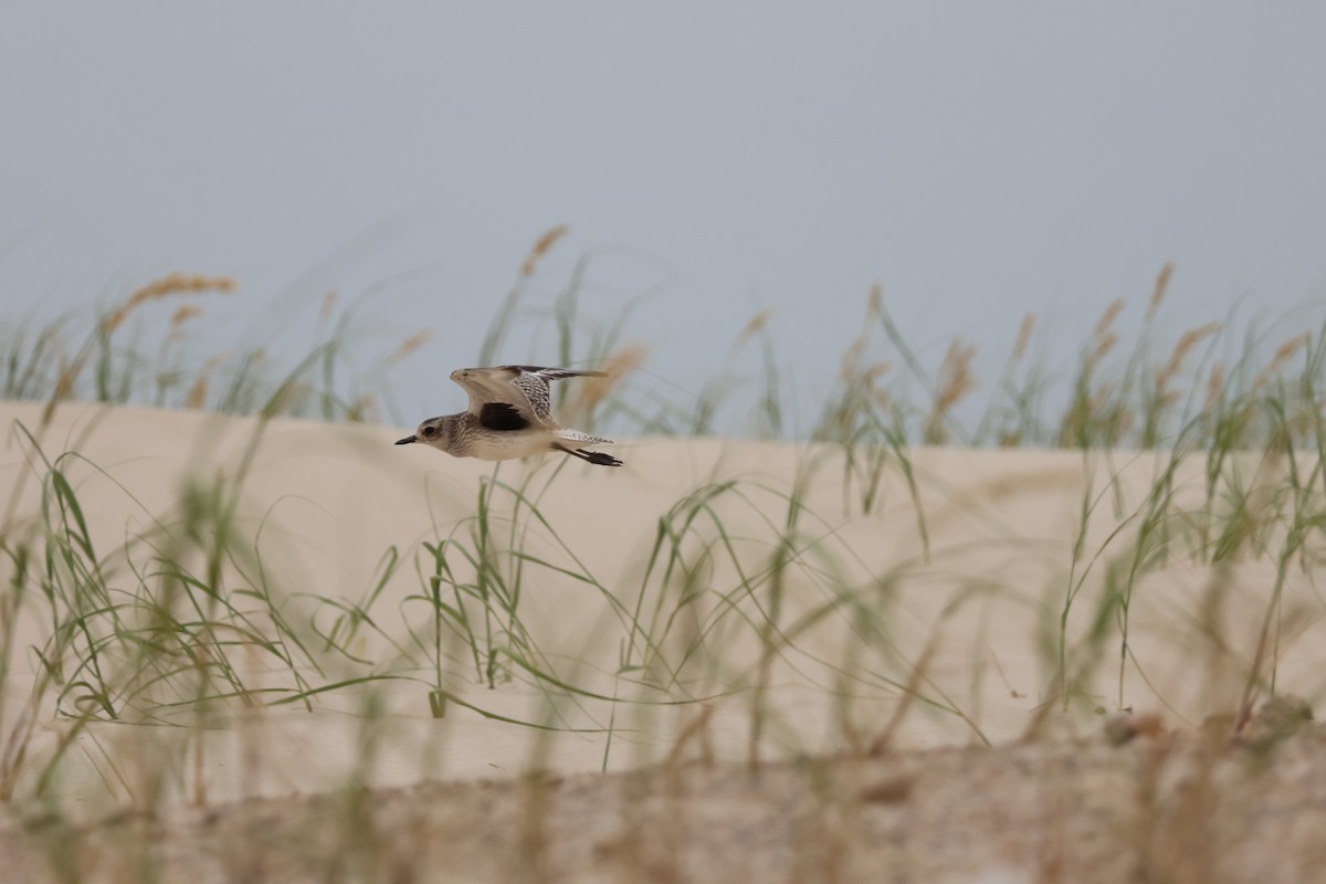 Black-bellied Plover - ML646266681