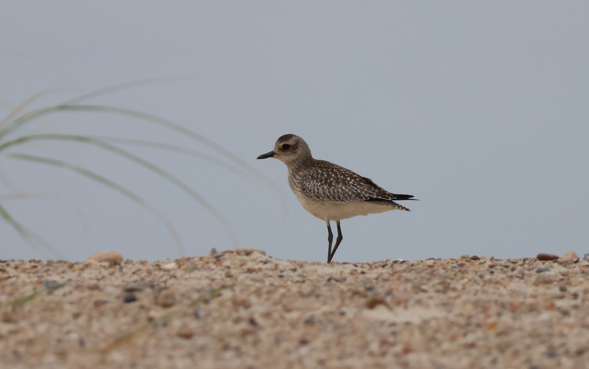Black-bellied Plover - ML646266682