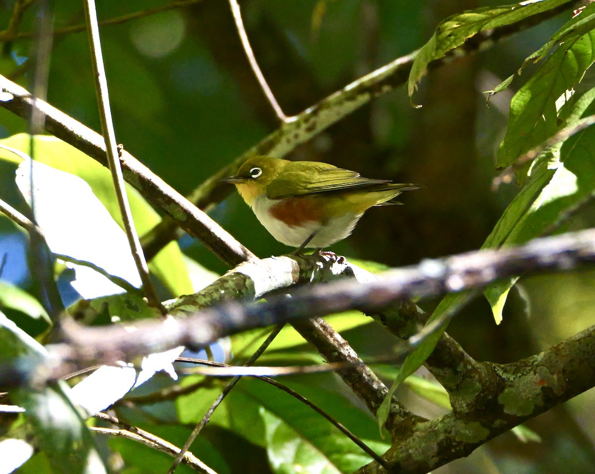 Chestnut-flanked White-eye - ML646266683