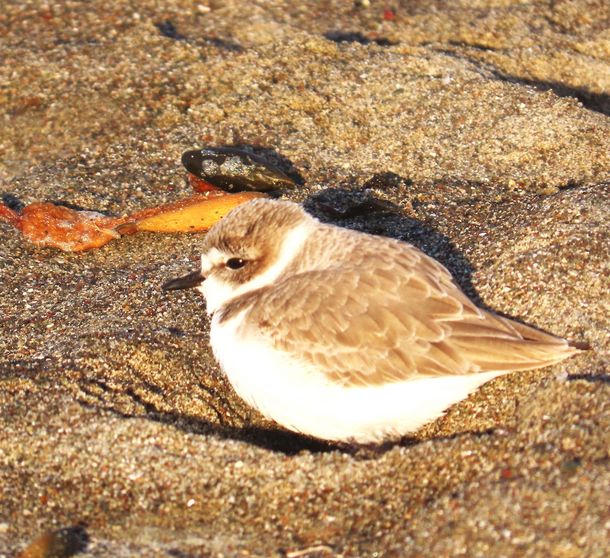 Snowy Plover - ML646266686