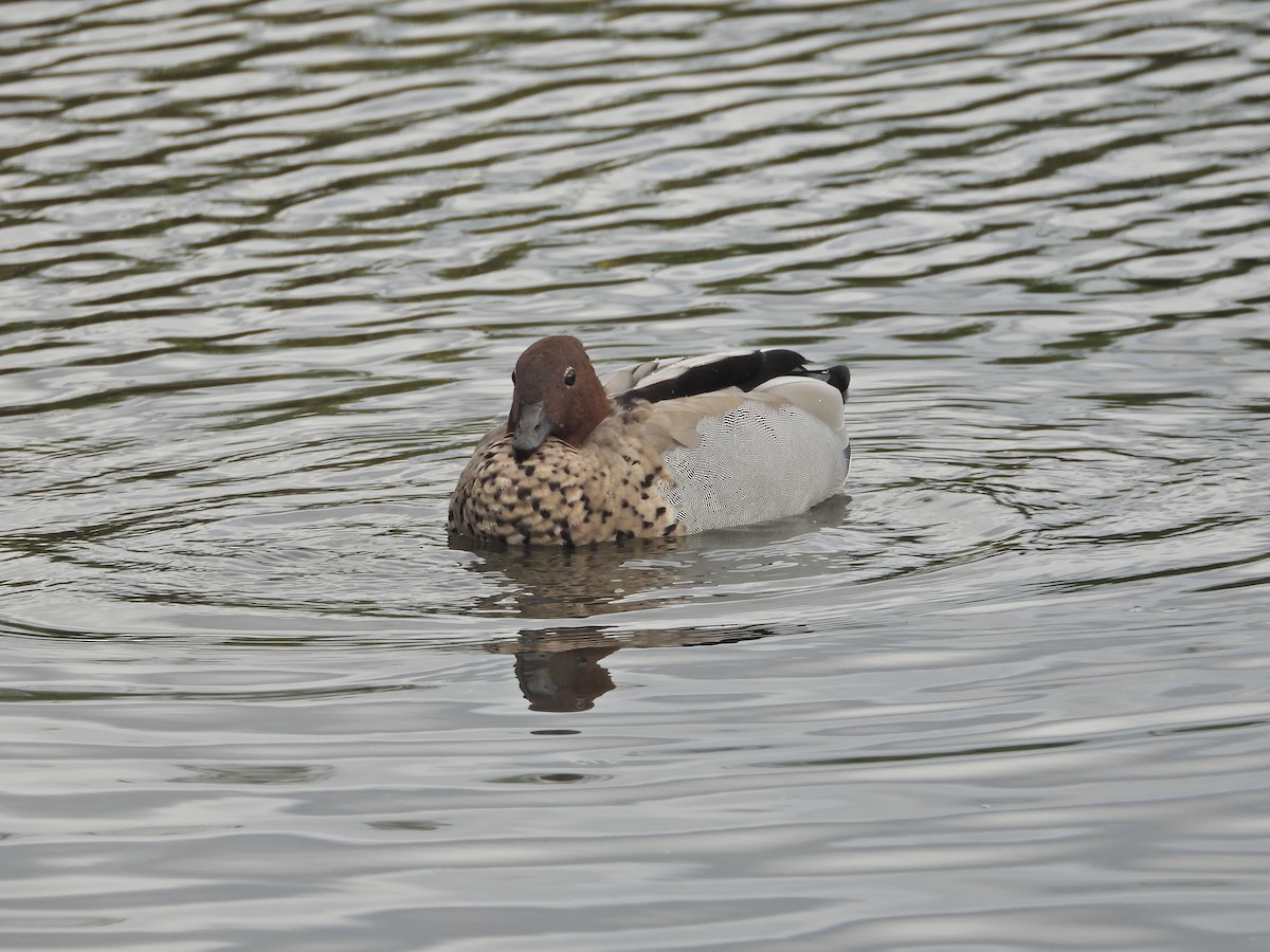 Maned Duck - ML646266687