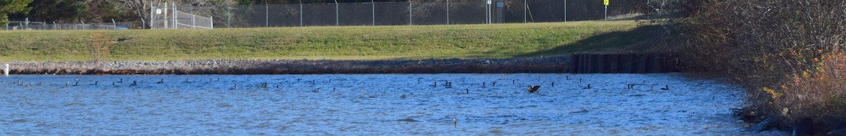 קורמורן אמריקני - ML646266689