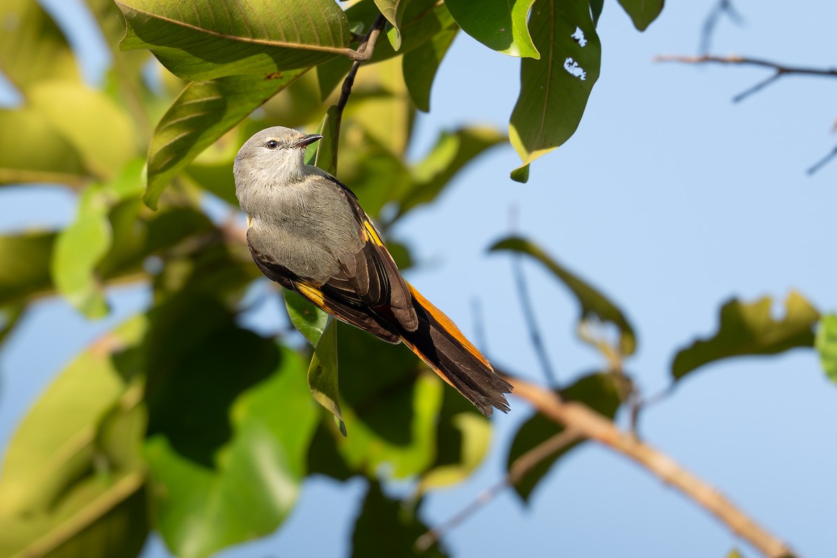 Small Minivet - ML646266690