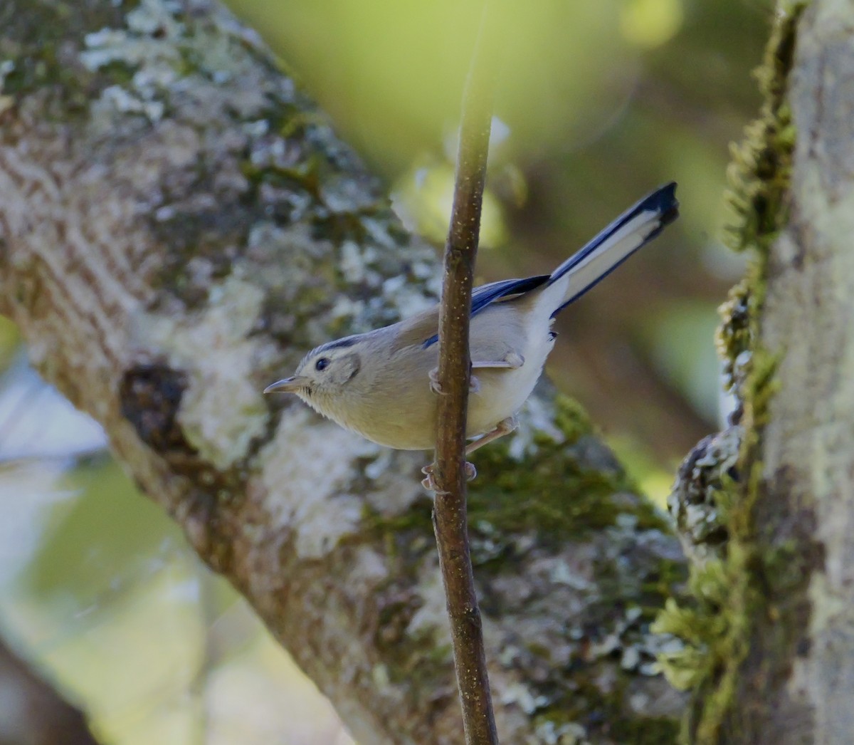 Blue-winged Minla - ML646266692