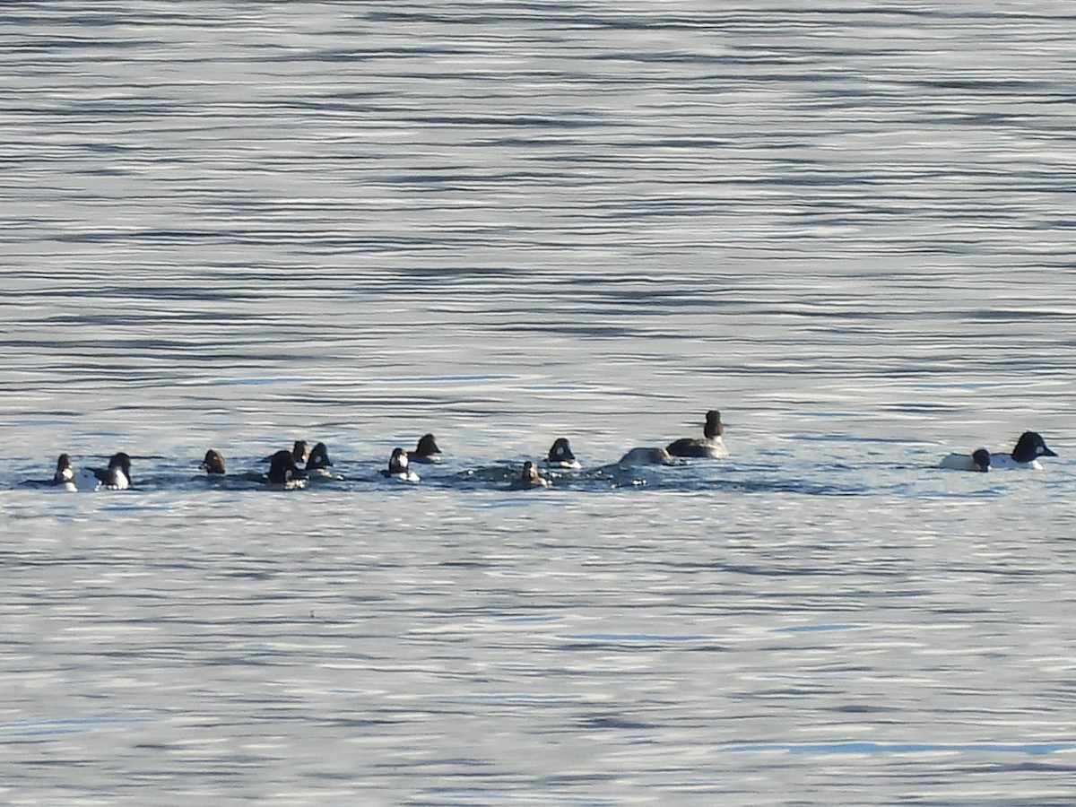 עבראש ירוק - ML646266693