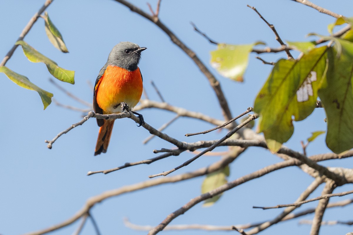 Small Minivet - ML646266694