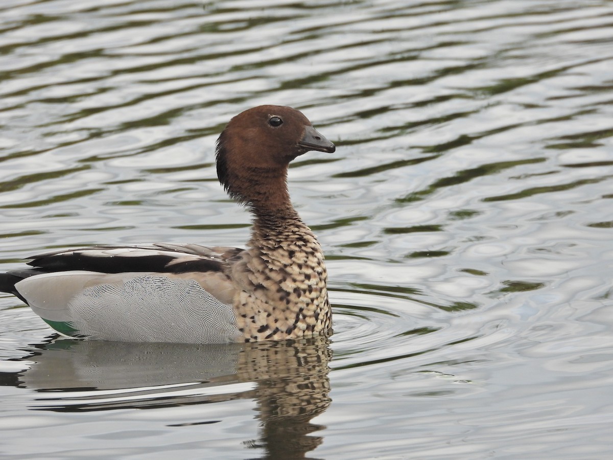 Maned Duck - ML646266695