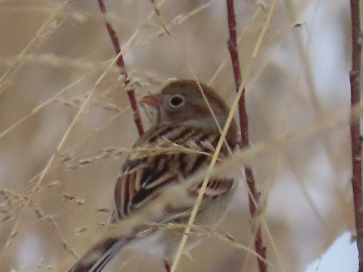 Field Sparrow - ML646266696