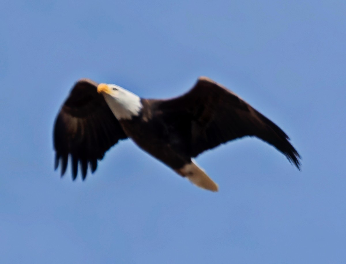 עיטם לבן-ראש - ML646266697