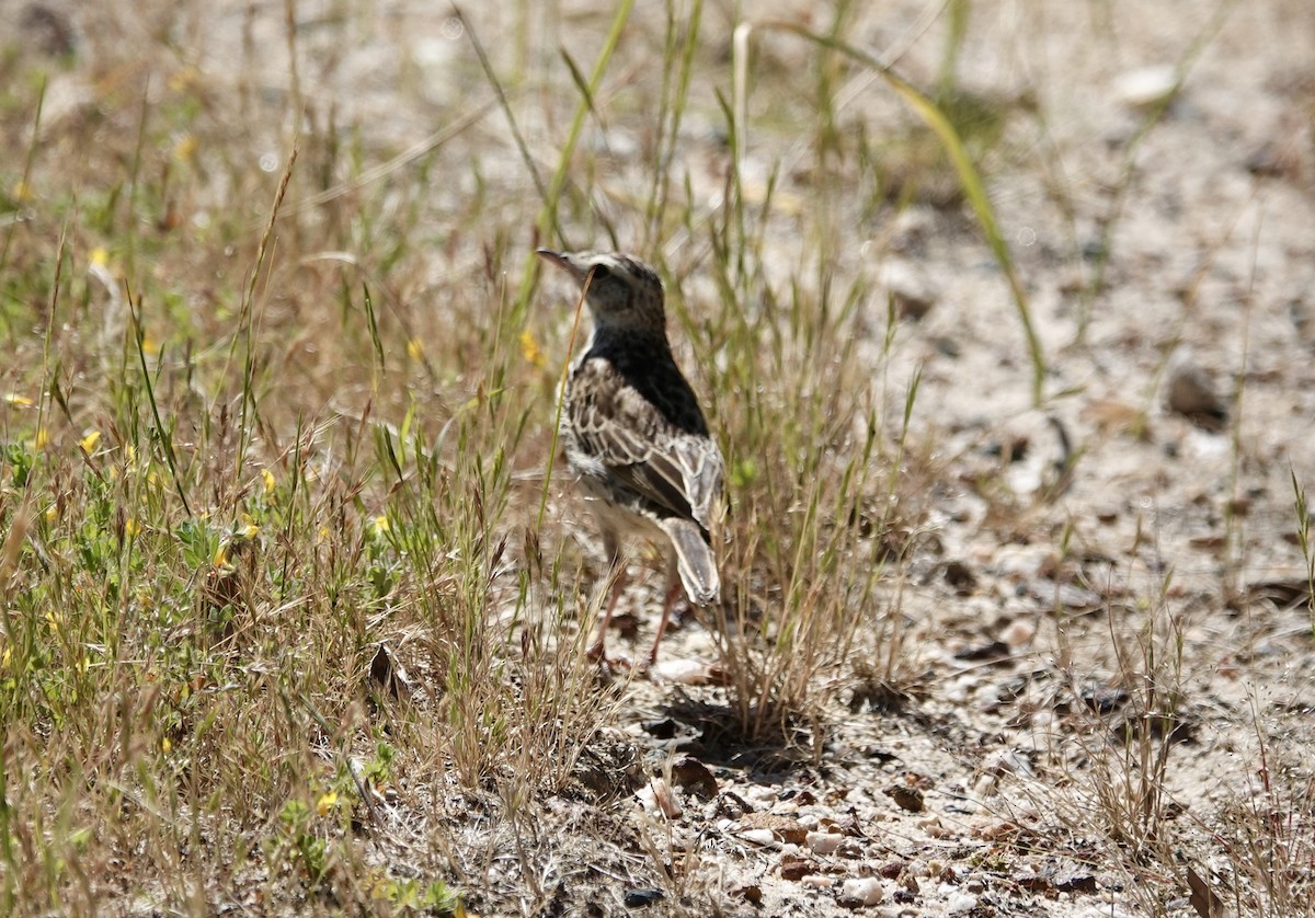 Australian Pipit - ML646266698