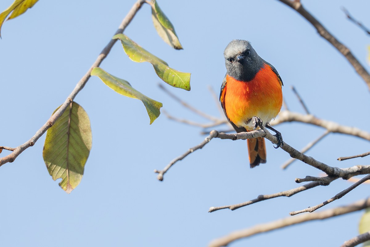 Small Minivet - ML646266699