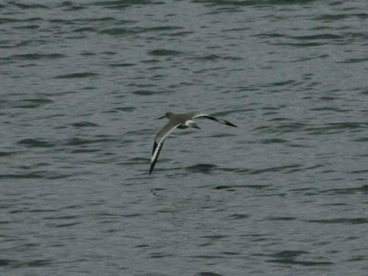 בבואן קרום-אצבעות - ML646266700
