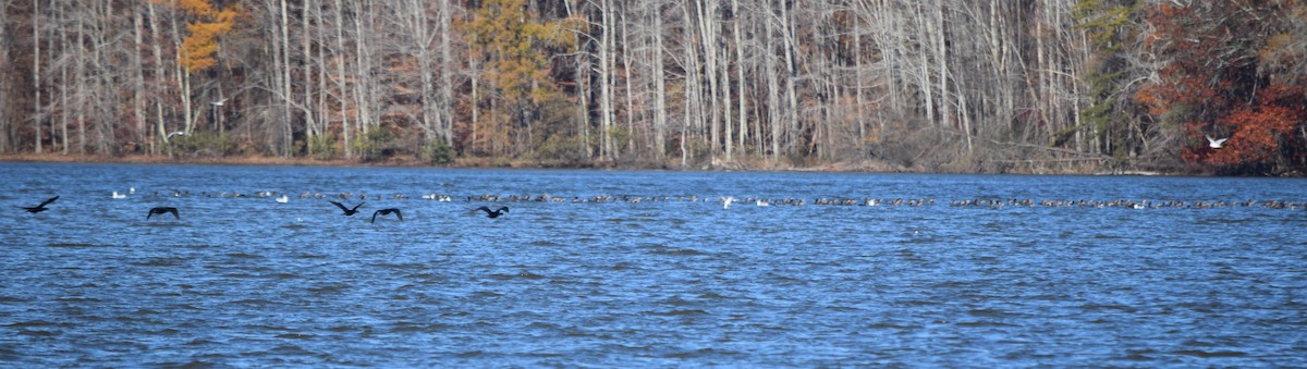 קורמורן אמריקני - ML646266702