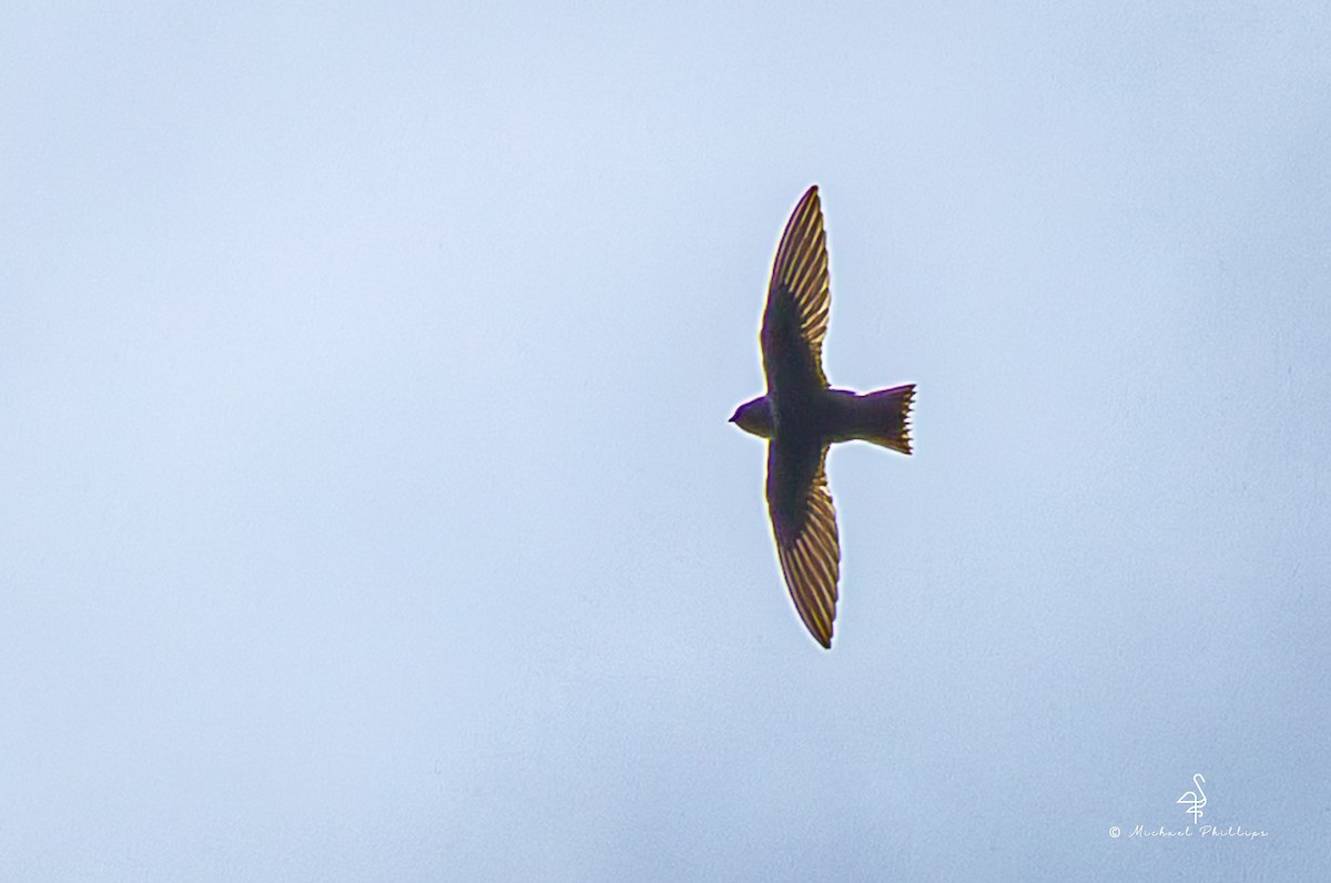 White-collared Swift - ML646266703