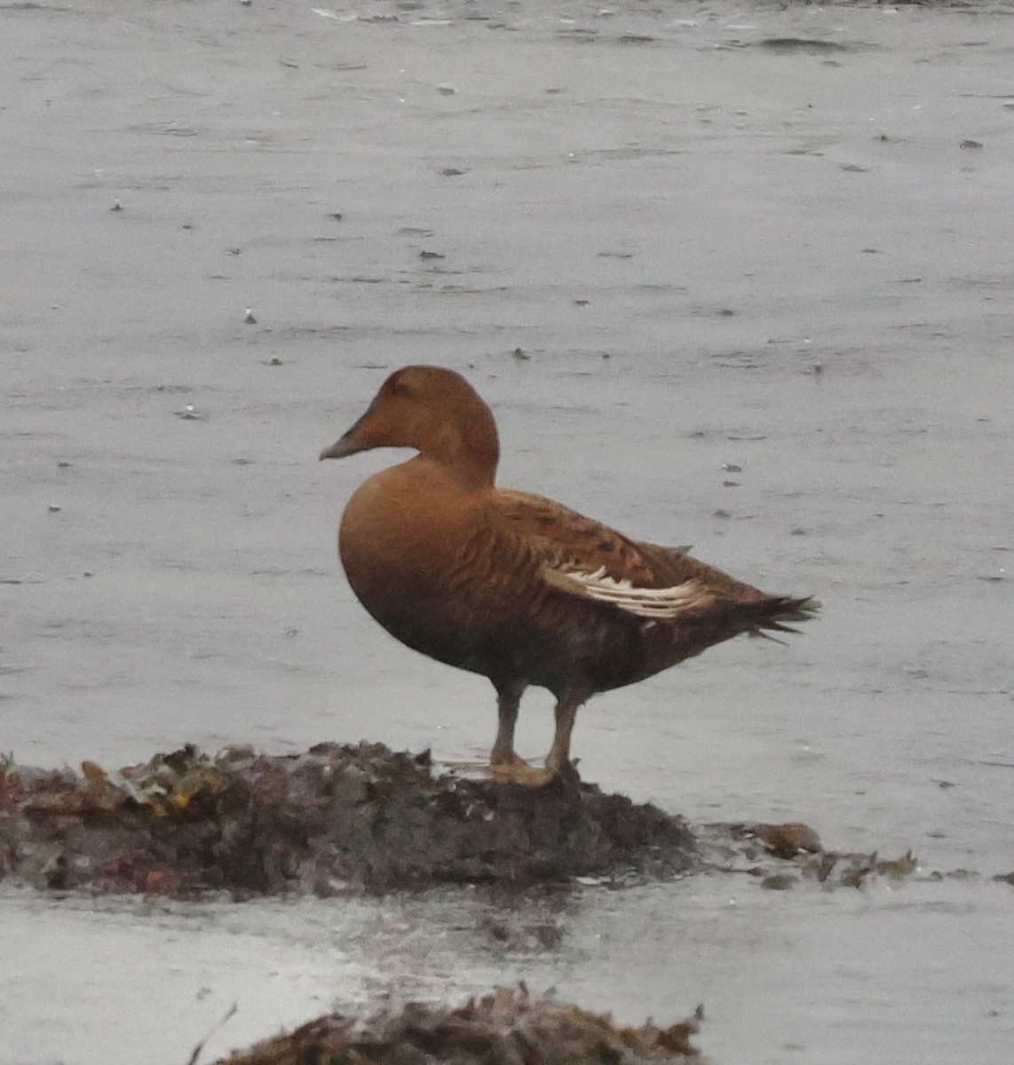 אדרית שחורת-כיפה - ML646266704