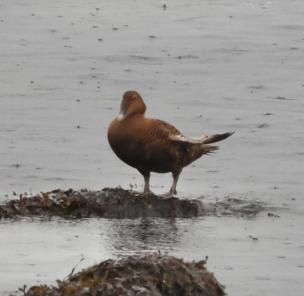 Common Eider - ML646266705