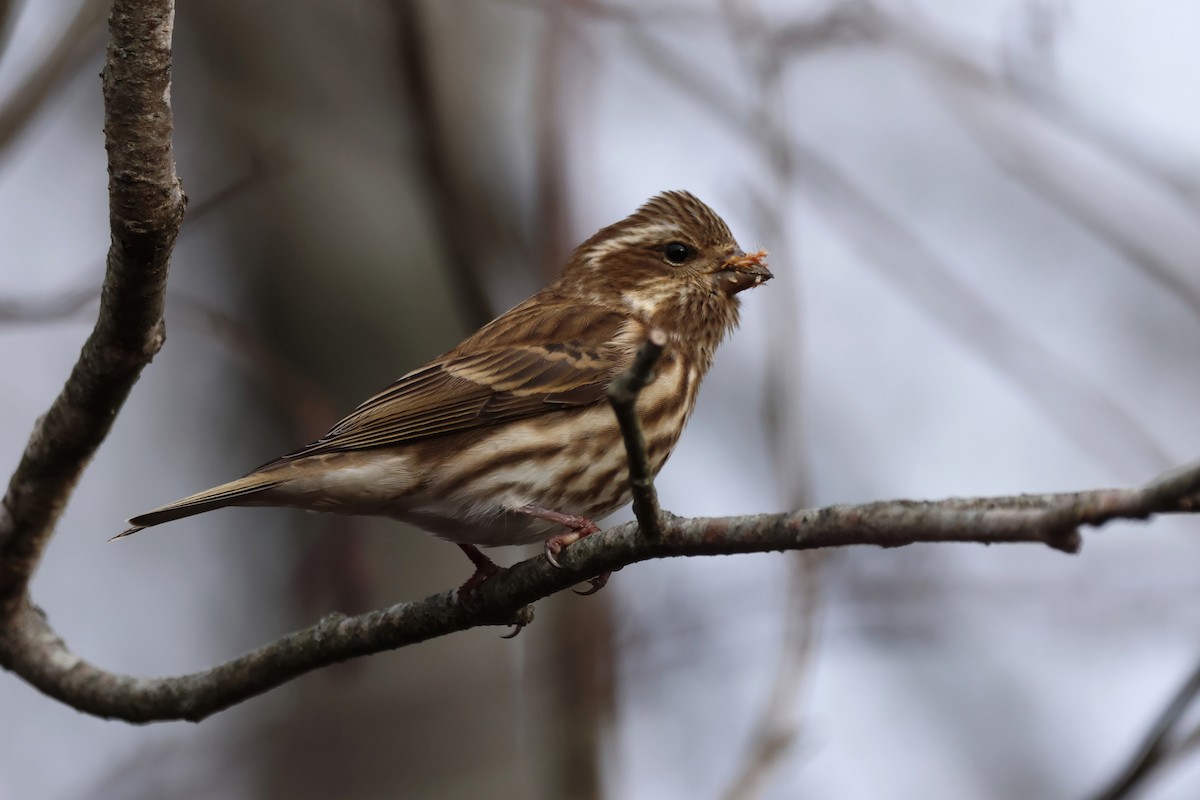 Purple Finch - ML646266706