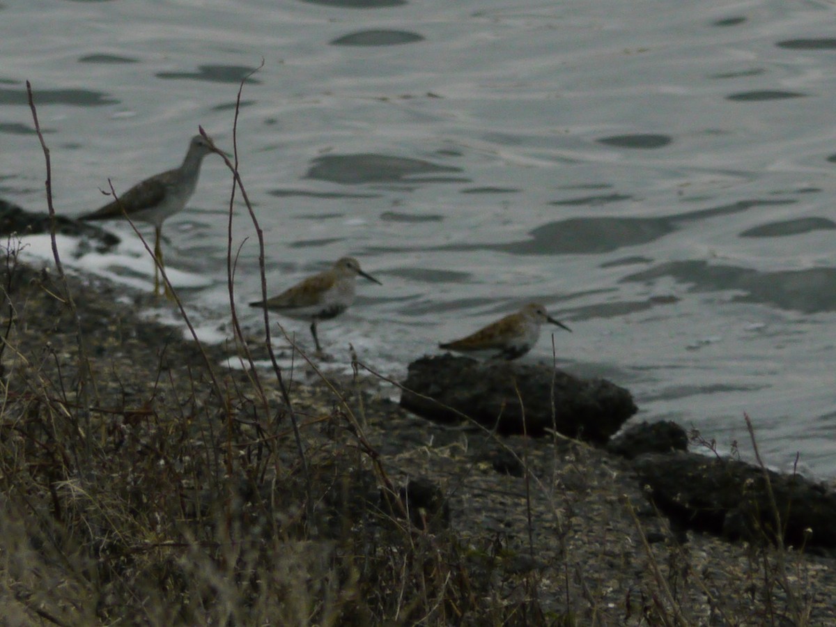 Dunlin - ML646266710