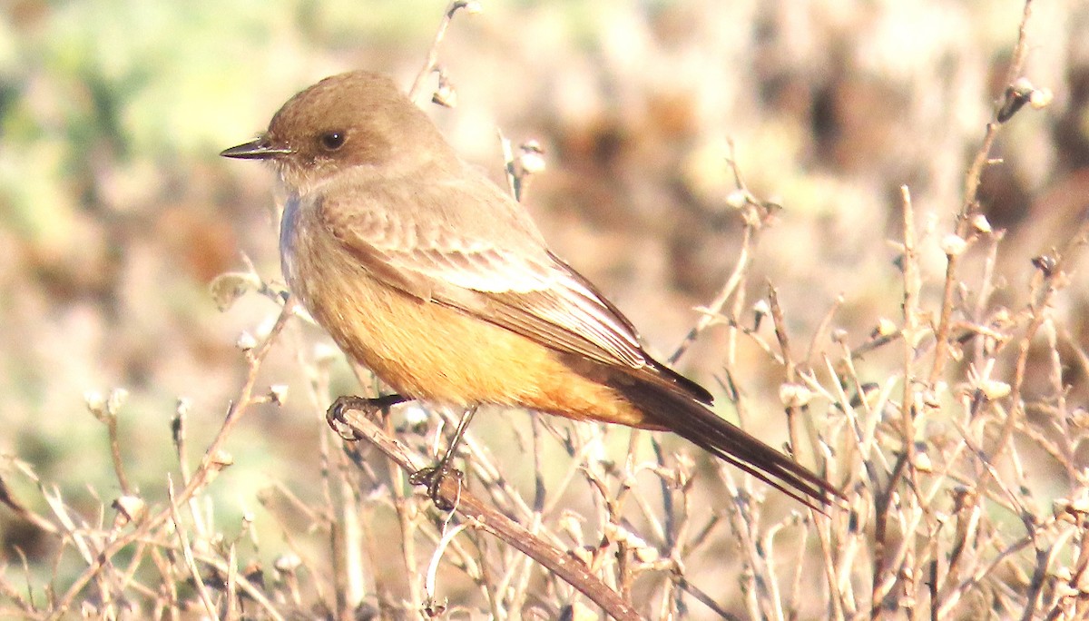 チャイロツキヒメハエトリ - ML646266711