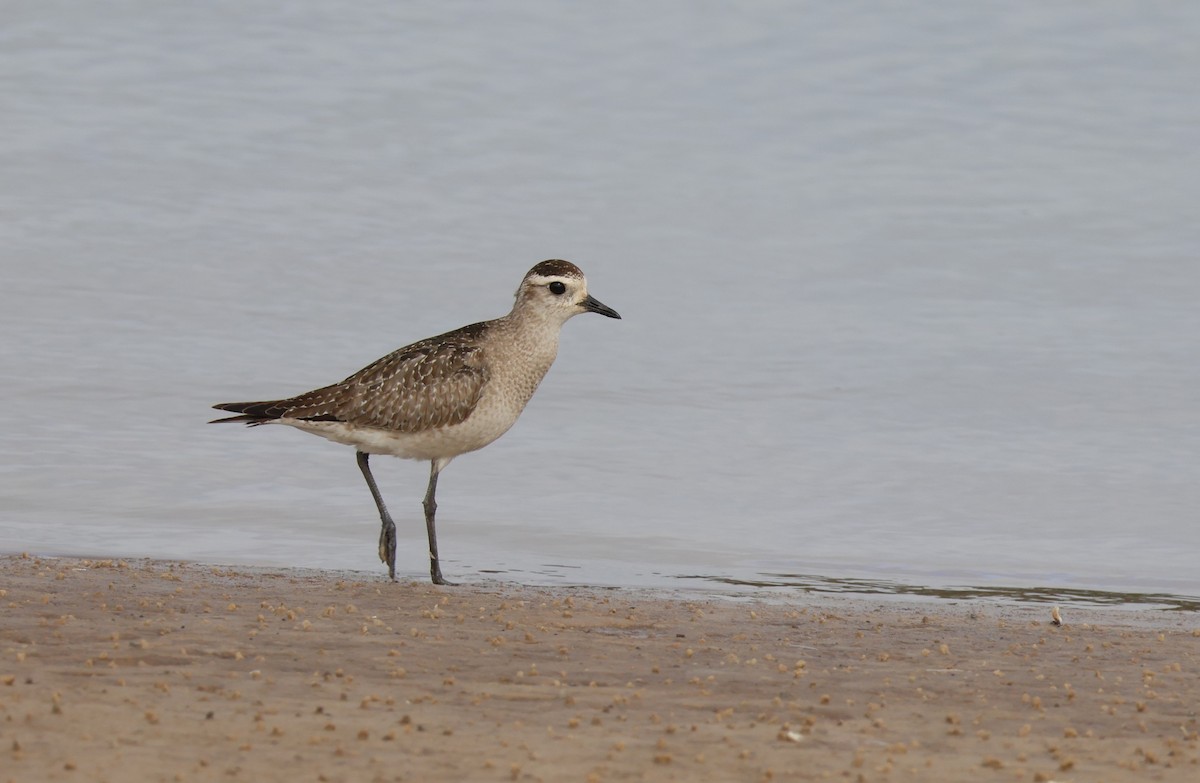 American Golden-Plover - ML646266718