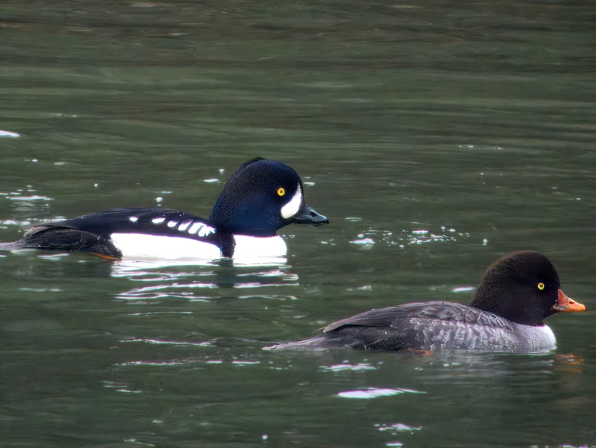 עבראש איסלנדי - ML646266720